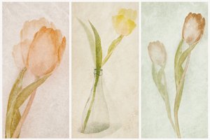 Tríptico de tulipas em aguarela