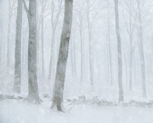 Floresta com neve no inverno