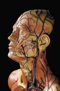 Detalhe de um modelo de ecorcha anatômica masculina, exibindo músculos, artérias e veias, circulação e sistema nervoso de Gustav Zeiller