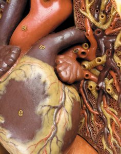 Detalhe de um modelo de ecorcha anatômica masculina, exibindo músculos, artérias e veias, circulação e sistema nervoso de Gustav Zeiller