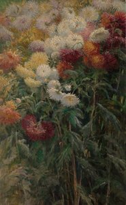 Crisântemos no jardim em Petit-Gennevilliers, 1893. de Gustave Caillebotte