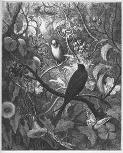 Philomele et Progne - de "Fables" de Jean de La Fontaine de Gustave Dore