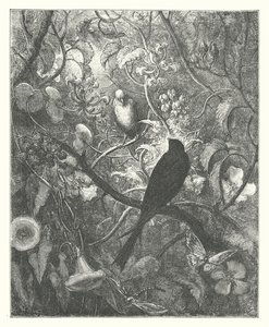 As Fábulas de La Fontaine: Philomel e Progne (gravura) de Gustave Dore