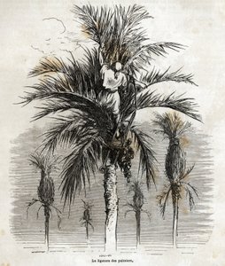 A ligação das palmeiras em Elche, com o objectivo de preservar a brancura, para as trançar, desenho de Gustave Dore (1832-1883), para ilustrar a sua viagem à Espanha, em 1862, com Ch. Davillier. Gravura em "Le tour du monde", editado por E de Gustave Dore