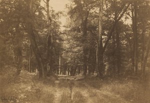 Bas-Bréau, Floresta de Fontainebleau de Gustave Le Gray