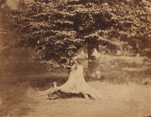 Faia, Floresta de Fontainebleau, c. 1856.