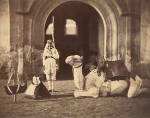 Camelo deitado, c.1866 (fotogravura)