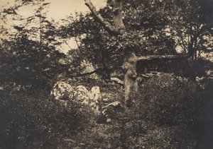 Carvalho nas rochas em Fontainebleau, 1849-52. de Gustave Le Gray