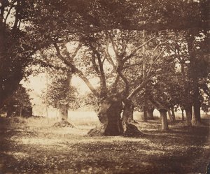 Carvalho oco, Fontainebleau, 1855-57. de Gustave Le Gray