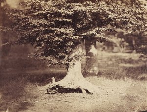A faia de Gustave Le Gray