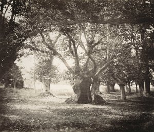 Árvore, Floresta de Fontainebleau de Gustave Le Gray