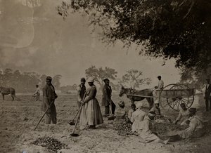 Plantando Batata-Doce, Plantação Hopkinsons, Ilha Edislo, Carolina do Sul, 1862 (foto bw) de H.P. Moore