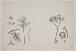 Folha botânica dos escritos de Schouw de H. C. Henneberg