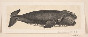 Uma baleia de H. C. Henneberg