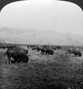 Búfalo, parque nacional de Yellowstone, EUA.