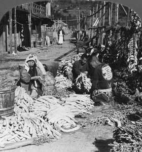 Classificação e embalagem de rabanetes japoneses daikon à beira-mar, Atami, Japão, 1906