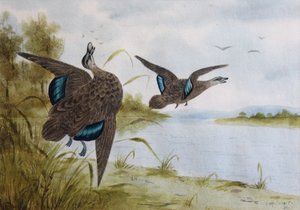 Patos pretos do Pacífico de H. H. Calvert
