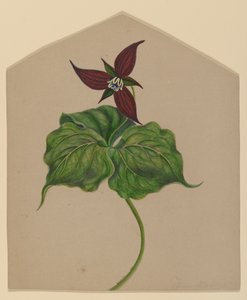 Flor Vermelha de Borgonha de H. Lynde