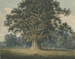 Needwood - Swilcar Oak: pintura em aquarela, nd [ Início do século XIX] de H Moore