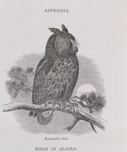 Coruja de Kennicotts, de Alaska e seus recursos, por William H. Dall, gravada por HH Nicholls, bar. 1870