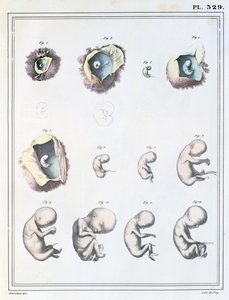 Diagrama mostrando os estágios do desenvolvimento embrionário, de &39;Manuel d&39;Anatomie Descritiva do Corpo Humain&39; por Jules Cloquet (1790-1883) gravada por de Frey, 1825 de Haincelin