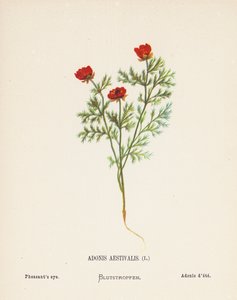 Flores silvestres da Terra Santa: Adonis Aestivalis; olho de faisão (gravura a cores)