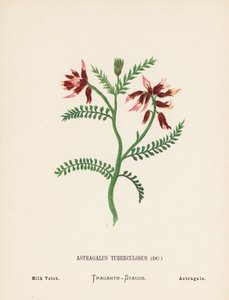 Flores silvestres da Terra Santa: Astragalus Tuberculosus; ervilhaca de leite (gravura a cores)