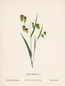 Flores silvestres da Terra Santa: Briza Maxima; Grande erva tremedeira (gravura a cores) de Hannah Zeller