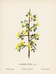 Flores silvestres da Terra Santa: Calycotome Spinosa, Link; Vassoura espinhosa (gravura a cores) de Hannah Zeller
