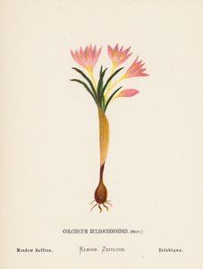 Flores silvestres da Terra Santa: Colchicum Bulbocodioides, Stev; Açafrão dos prados (gravura a cores) de Hannah Zeller