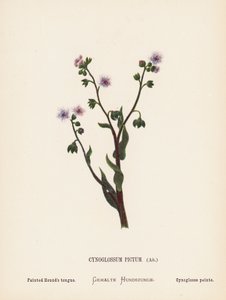 Flores silvestres da Terra Santa: Cynoglossum Pictum, Ait; língua de cão de caça pintada (gravura a cores) de Hannah Zeller