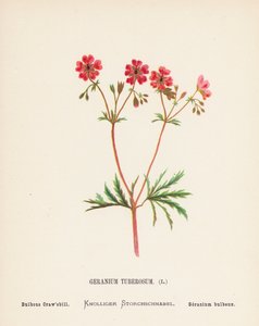 Flores silvestres da Terra Santa: Geranium Tuberosum; bico-de-palha bulboso (gravura a cores) de Hannah Zeller