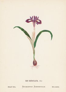 Flores silvestres da Terra Santa: Iris Reticulata; Íris anã (gravura a cores) de Hannah Zeller
