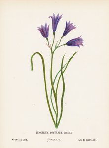 Flores silvestres da Terra Santa: Ixiolirium Montanum, Herb; Lírio da montanha (gravura a cores)