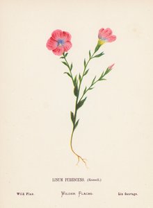 Flores silvestres da Terra Santa: Linum Pubescens, Russell; Linho selvagem (gravura a cores) de Hannah Zeller