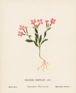 Flores silvestres da Terra Santa: Malcolmia Crenulata; Malcolmia (gravura a cores) de Hannah Zeller