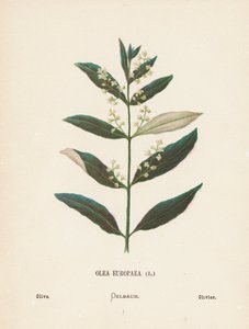Flores silvestres da Terra Santa: Olea Europaea; oliveira (gravura a cores)