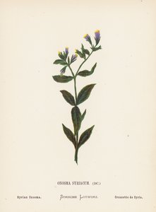 Flores silvestres da Terra Santa: Onosma Syriacum; Onosma síria (gravura a cores)