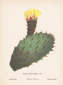 Flores silvestres da Terra Santa: Opuntia Ficus Indica, Mill; pera espinhosa (gravura a cores) de Hannah Zeller