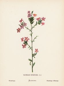 Flores silvestres da Terra Santa: Plumbago Europaea; Plumbago (gravura colorida) de Hannah Zeller