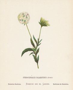 Flores silvestres da Terra Santa: Pterocephalus Palaestinus, Coult; Sarna da Palestina (gravura a cores)