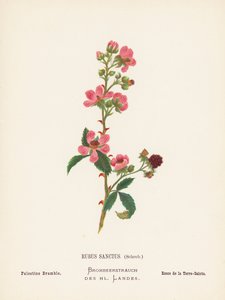 Flores silvestres da Terra Santa: Rubus Sanctus, Schreb; silvas da Palestina (gravura a cores)
