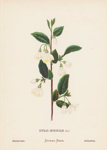 Flores silvestres da Terra Santa: Styrax Officinalis; Storax-tree (gravura a cores)