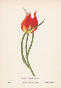 Flores silvestres da Terra Santa: Tulipa Praecox, Tenore; Tulipa (gravura a cores) de Hannah Zeller