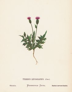 Flores silvestres da Terra Santa: Tyrimnus Leucographus, Cass; Cardo (gravura a cores)