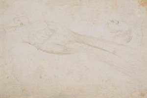 Ave do paraíso masculina e a cabeça de um homem de meia-idade de perfil à esquerda; também detalhes de de Hans Baldung Grien