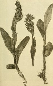 Anais do K.K. Museu do Tribunal de História Natural (1914) (18196503932) de Hans Fleischmann