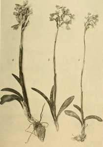 Anais do K.K. Museu do Tribunal de História Natural (1914) (18201357971) de Hans Fleischmann
