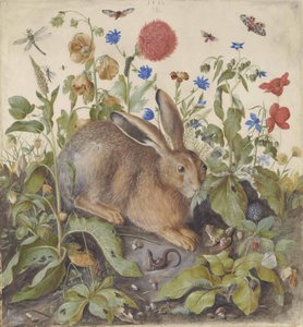 Uma lebre entre plantas, 1582