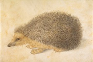 Um ouriço Erinaceus roumanicus, antes de 1584.